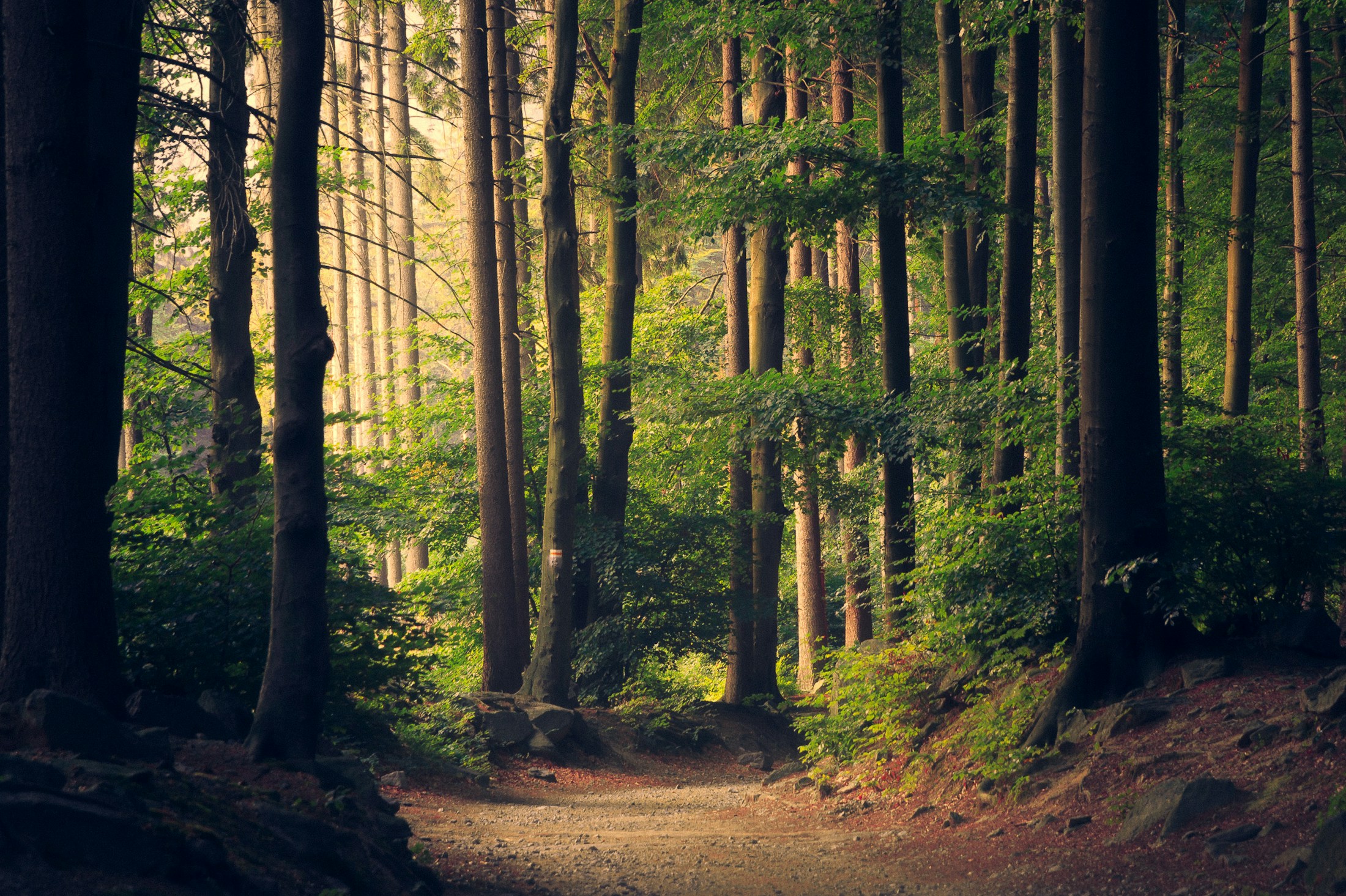 Lumière naturelle à travers une forêt